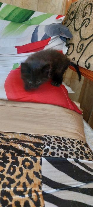 котята в добрые ручки