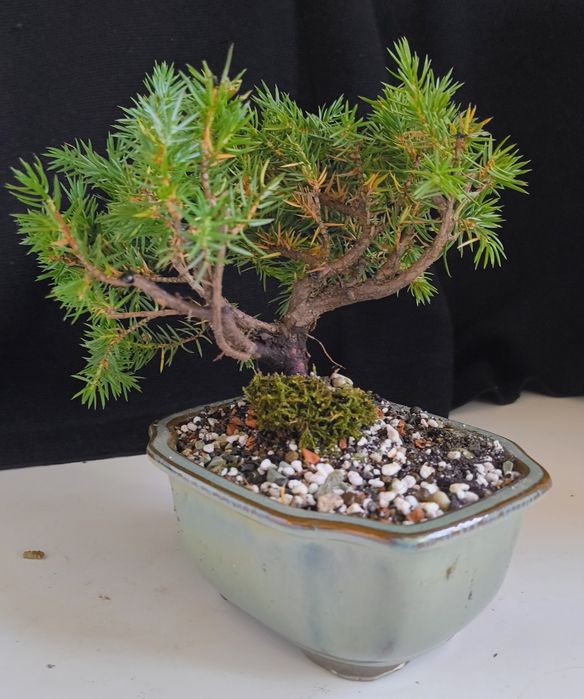 Pin ,ficus, ienupăr, carmona, podocarpus