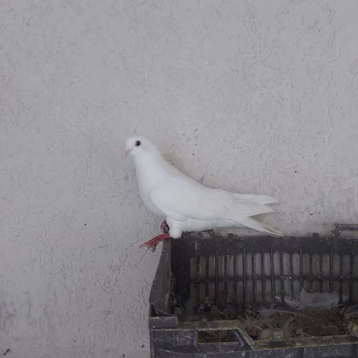 Бели туркмен самец лет бой  лет 3.4 час