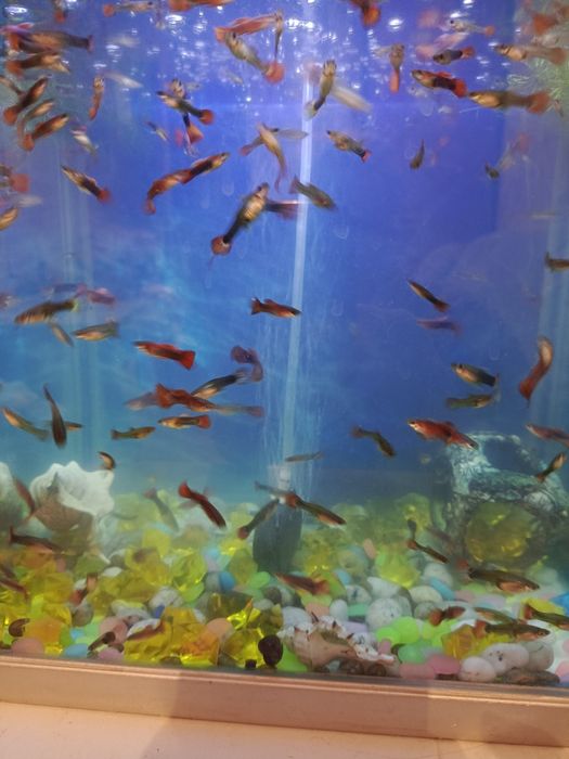 Продаю срочно аквариумные рыбки