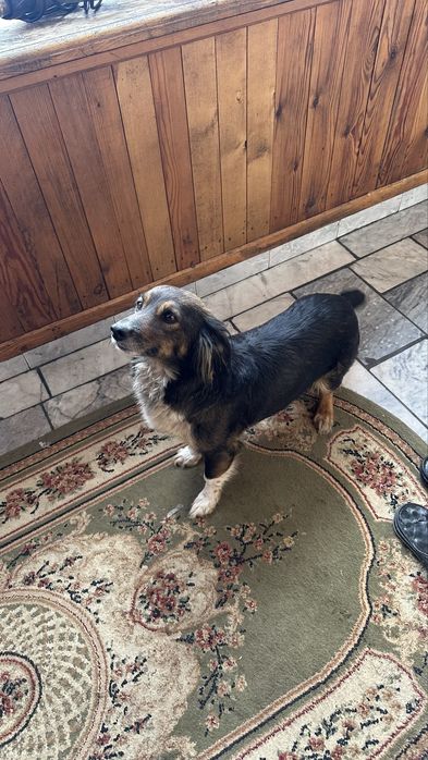 Отдам даром щенков