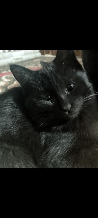 Отдам котят добрым хозяевам