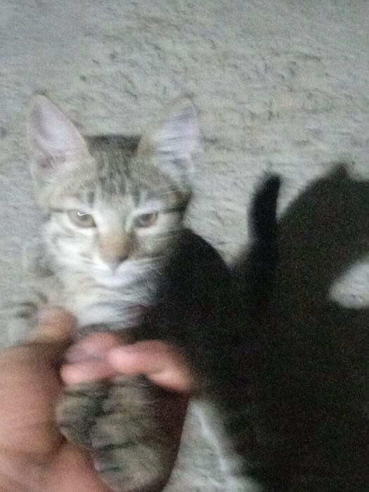 Продается кот, возраст примерно 
Пятимесячное имя - пух
Prodayetsya ko