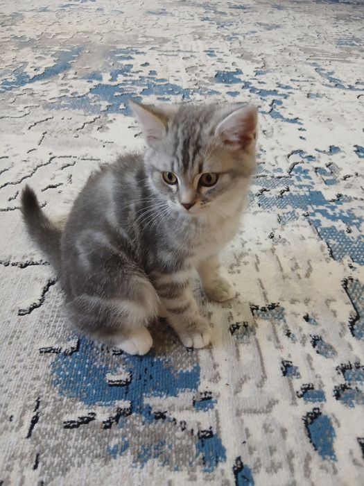 Породистая кошка