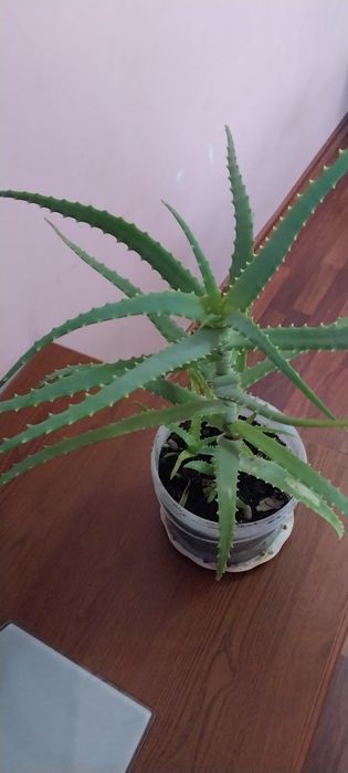 Алоэ столетник лечебные