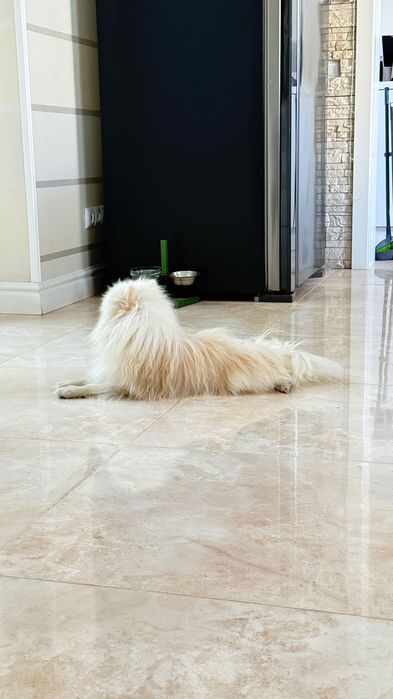 Кобель Померанский шпиц на вязку