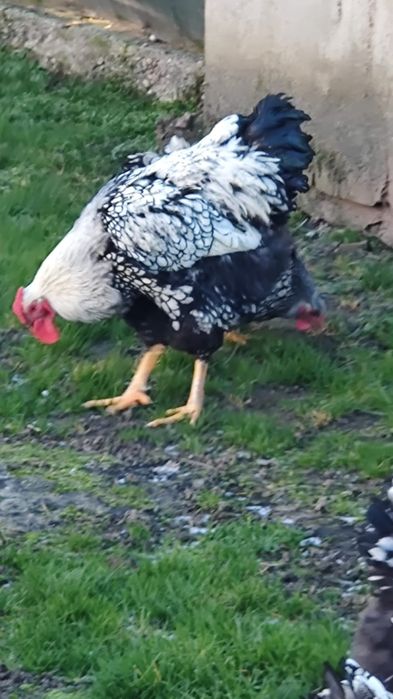 Vând wyandotte argintiu