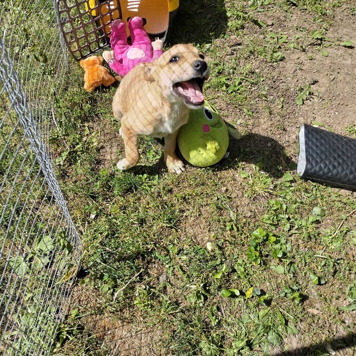 We are urgently looking for a home for a street puppy.Спешно търсим дом на малко женско куче