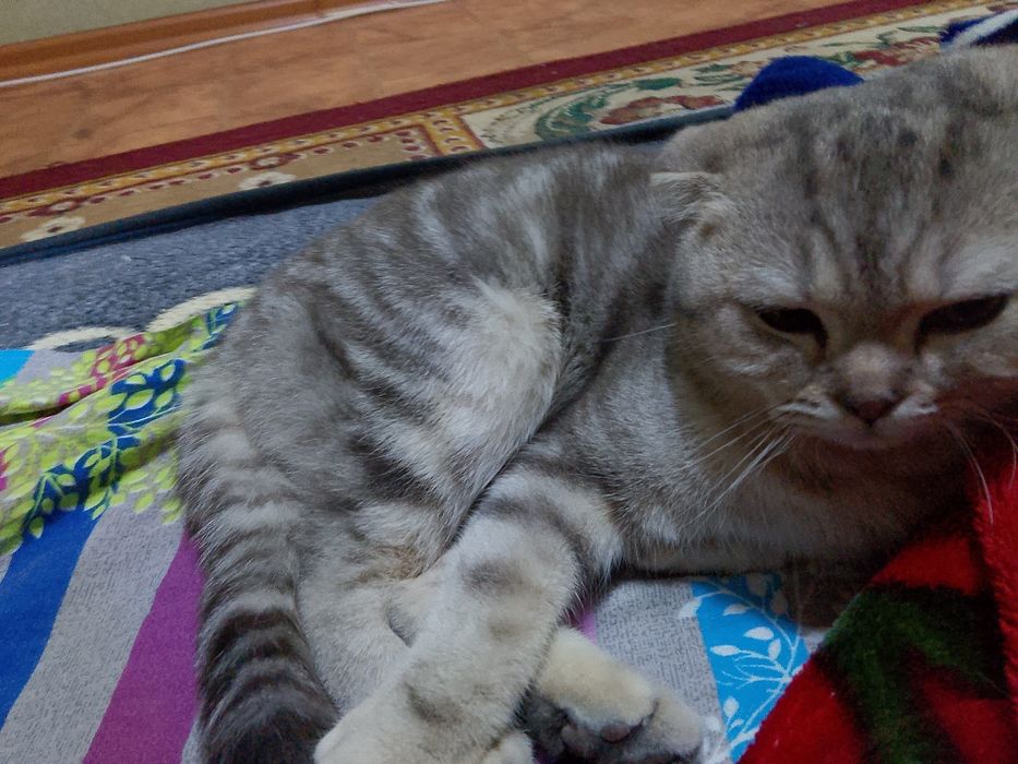 Кошка шатланский