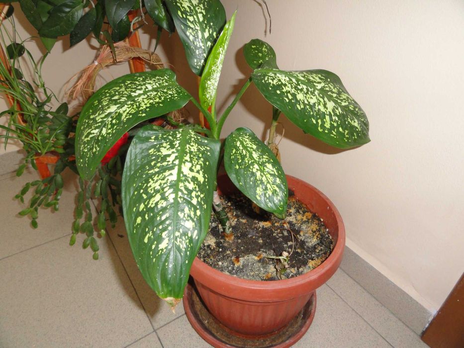 Sony Cyber-shot DSC-H55 - 14.1 MPx