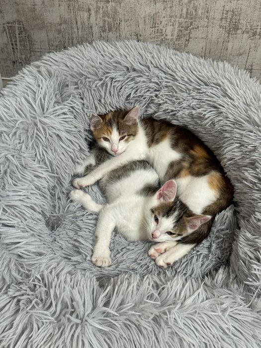 отдам котят в добрые руки