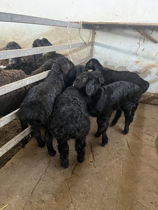 Ягненок гиссарский парода