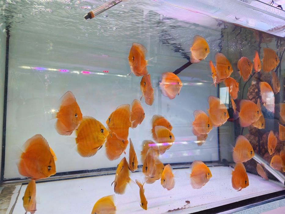 Дискуси-малки риби.