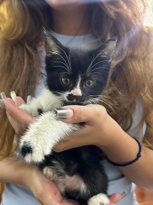 Котята одам в хорошие руки