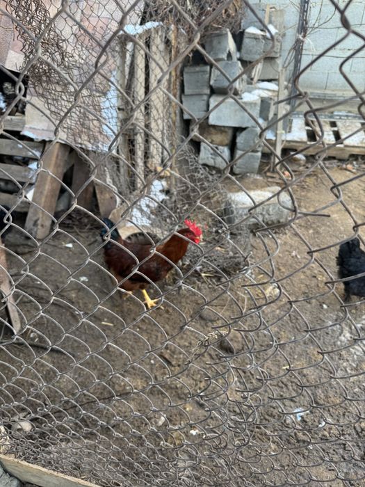 Прадаётся петухи!