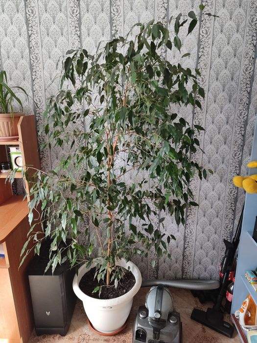 Цветок комнатный