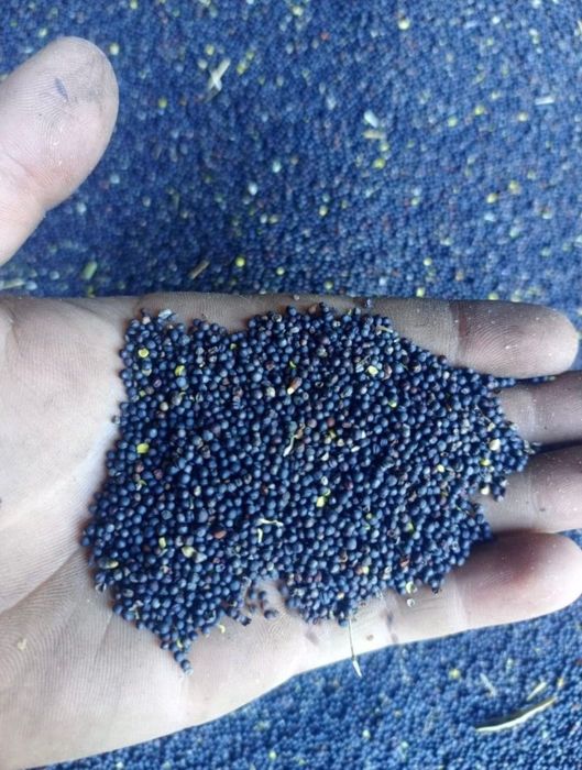 Пшеница.Платный чат!Все корма.