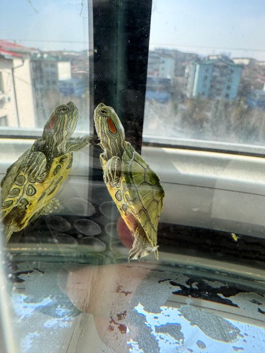 Черепашки с аквариумом+ фильтр, обогреватель