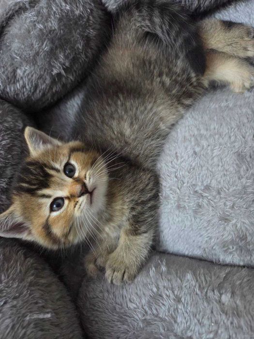 Mushuk bolalari sotiladi.