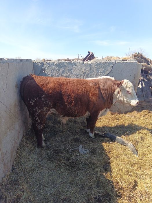 Продам бычков 5 голов