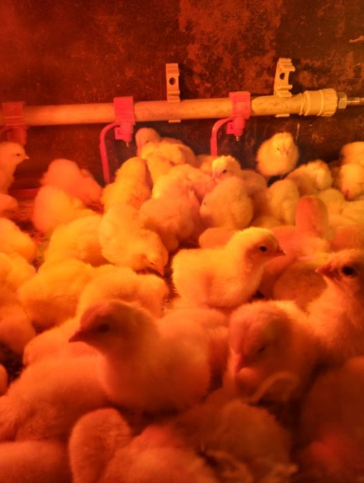 Продам цыплят ломан браун