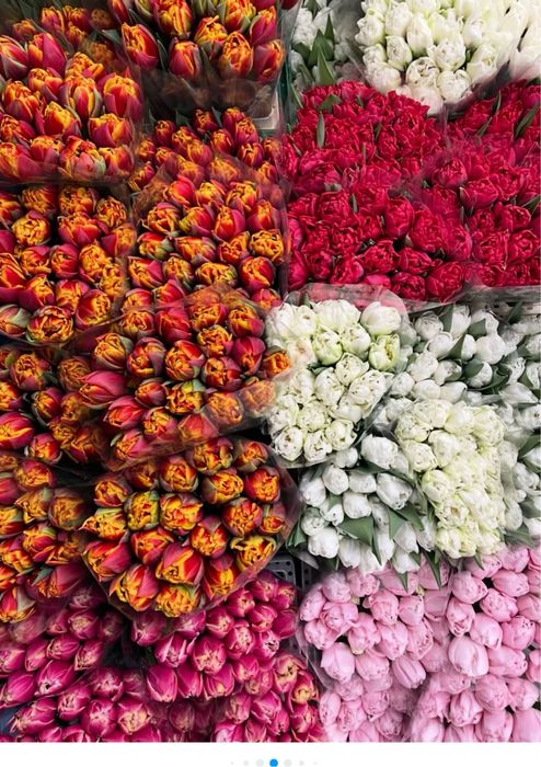 Тюьлпан сатылады гулдер