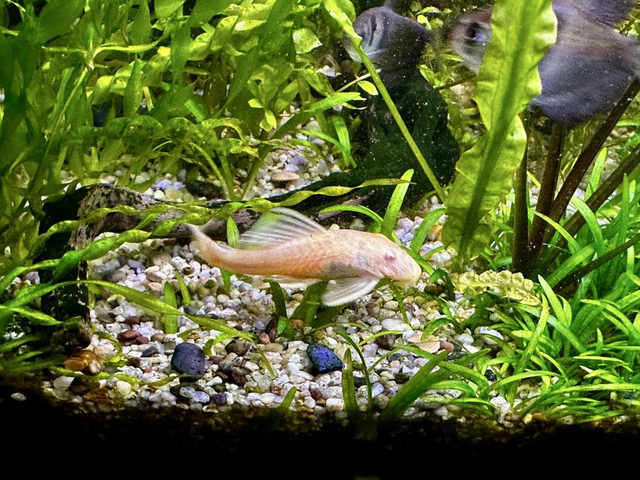 Анцитрусы светлые и темные