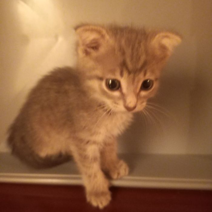 Вислоухий котёнок 1 мес мальчик