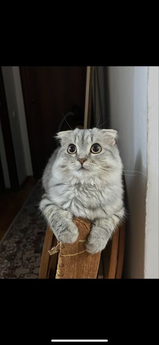 шотланский вислоухий кот