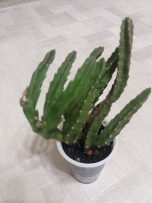 продажа комнатные  растения