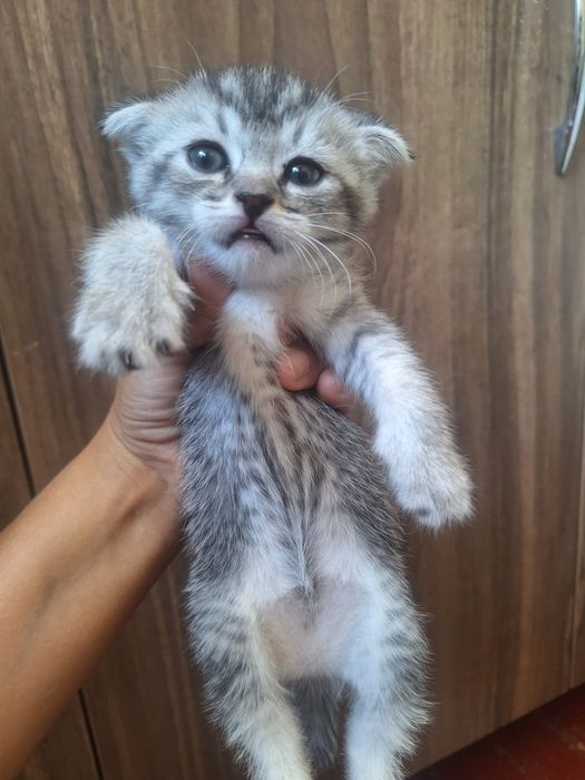 Продаются породистые котята