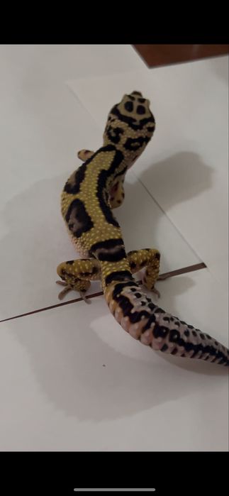 Эублефары (bandit) взрослые самцы