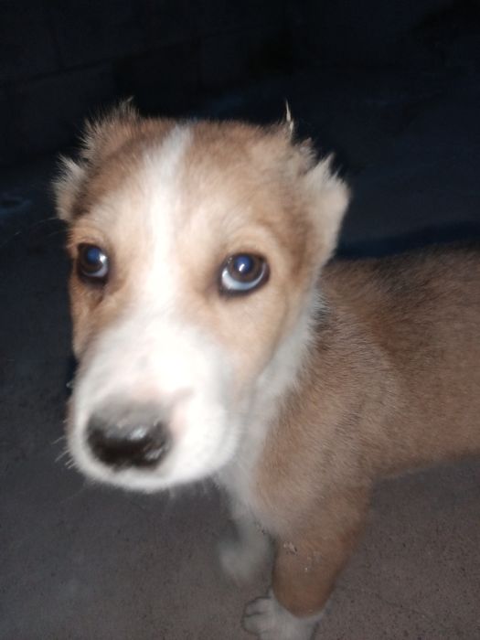 Күшк сатылымда Сарығаш