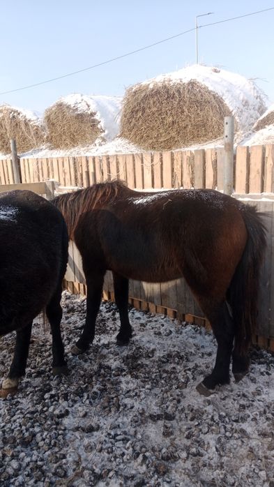 Продам лошадь жеребец