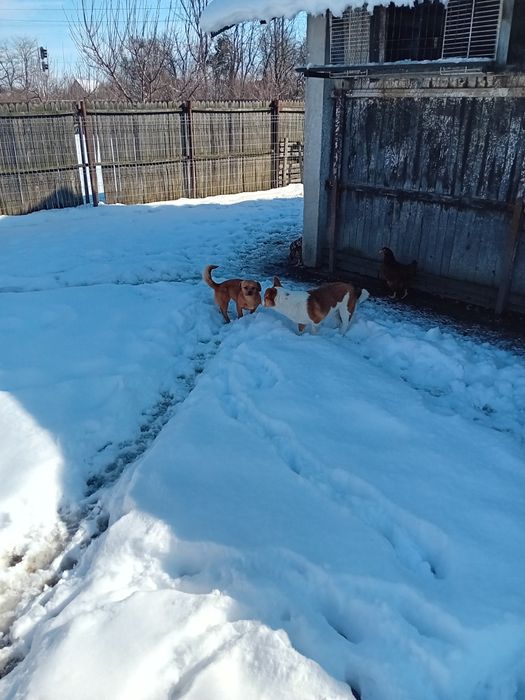Donez catelusa talie mică. Vârstă aproape un an de culoare maro.
