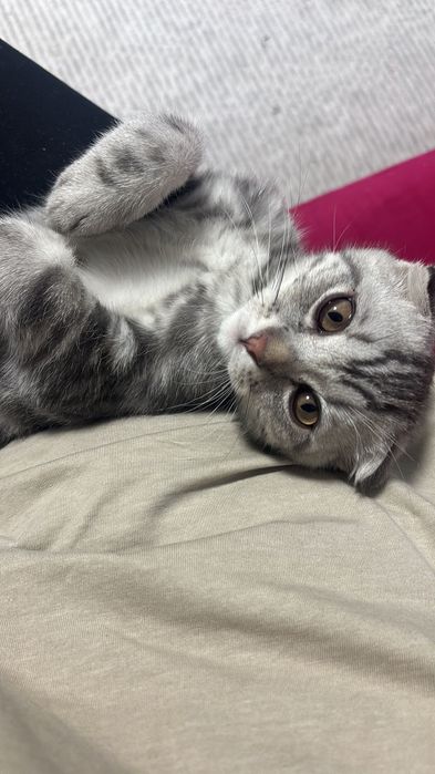 Продам котенка шотландец вислоухий