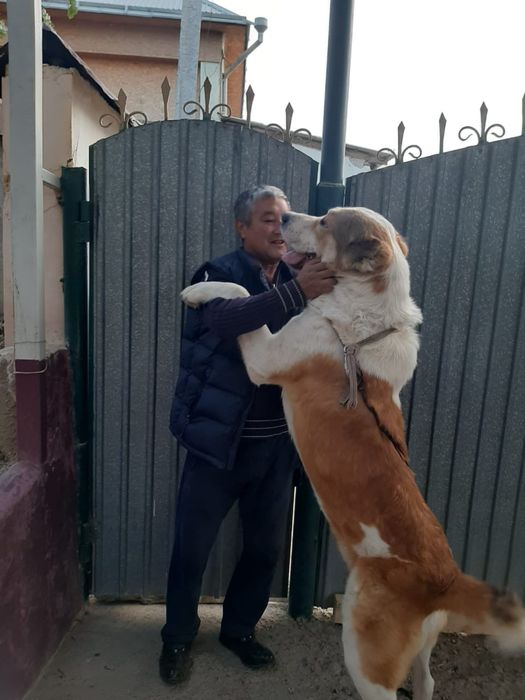 Алабай для дома