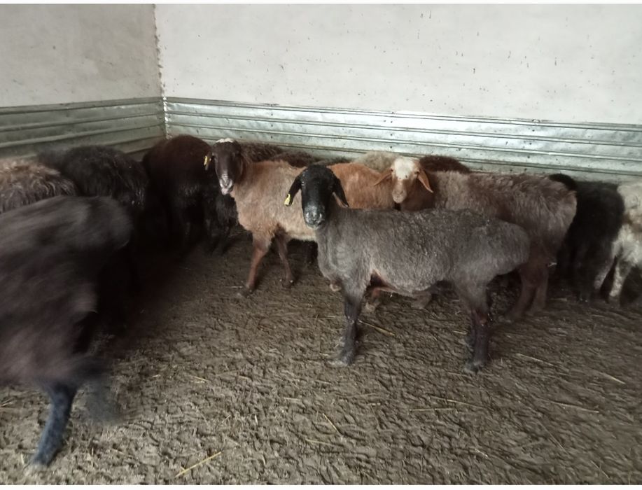 Кои токты бар багылган