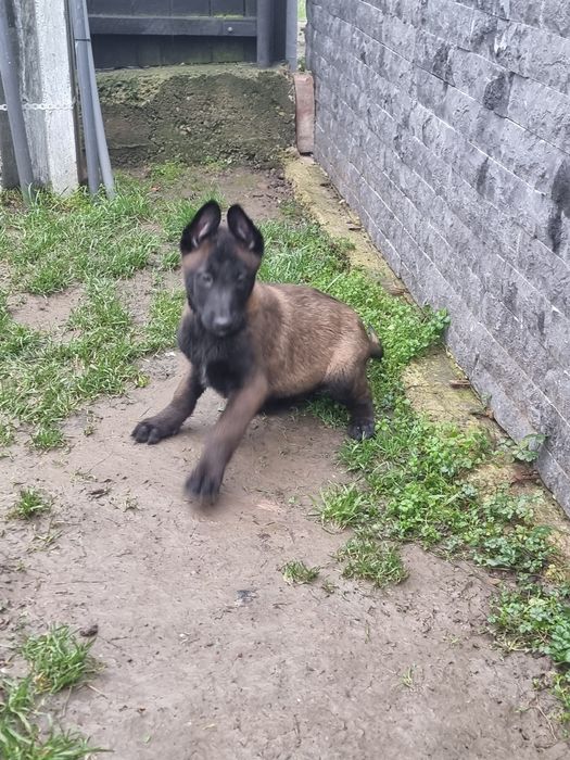 Belgian malinois ,2 Luni ,Pedigree A