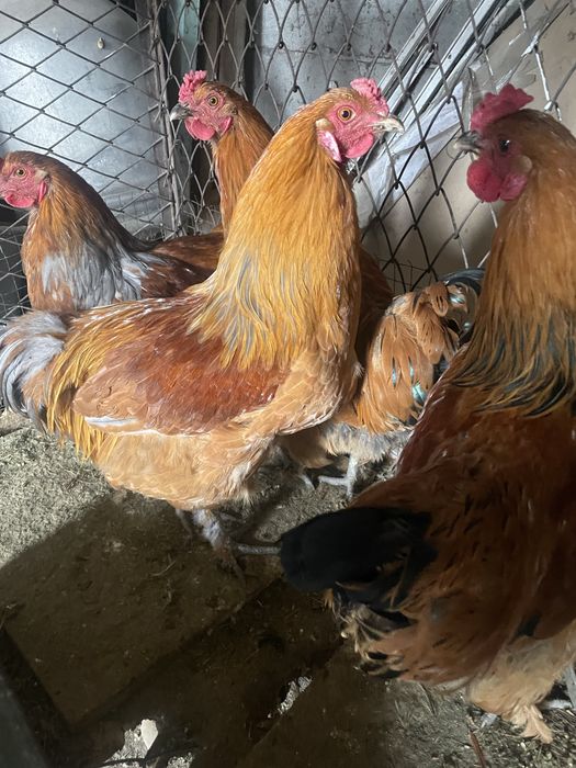 петухи продам хорошие