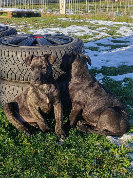 Преса канарио!!!