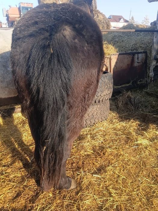 Продам согым тай