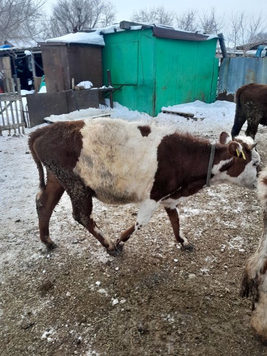 Продам тёлочек продам.