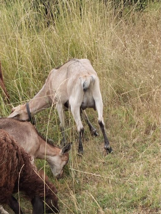 Коза альпийская