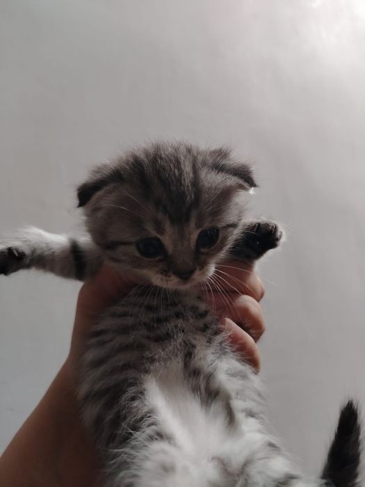 Продам шотландских котят