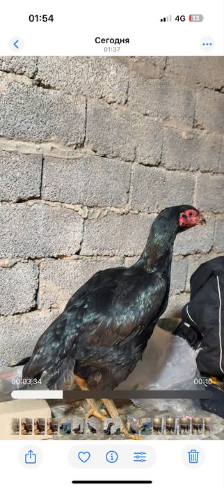 Таза ганой апрелски