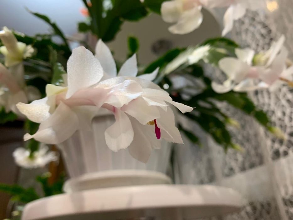 Продам дикабристов