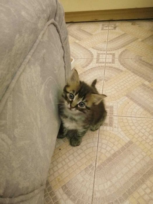 Красиви, игриви, социални домашни котета.
