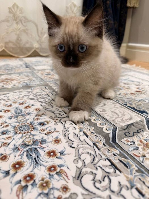 Продаётся Регдолл котёнок!!!