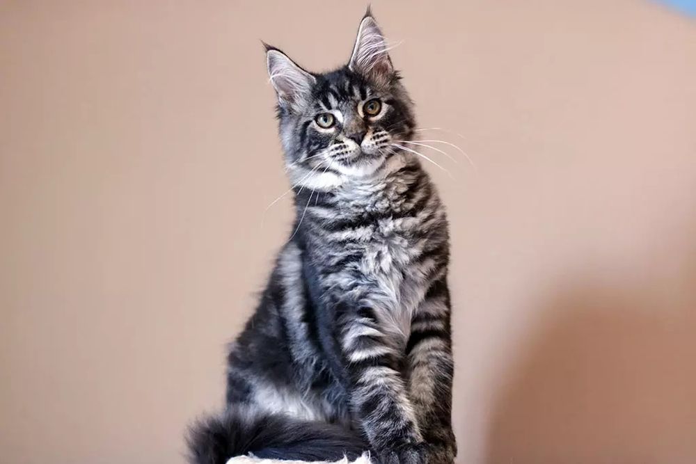 Мейнкун кошечка 1 год